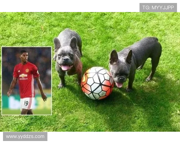 短腿球星足球的速度智慧与团队合作精神全面解析